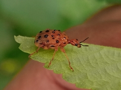 Hoplapoderini