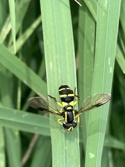 Xanthogramma pedissequum