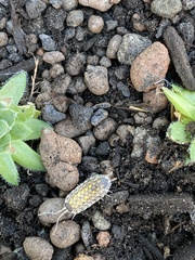Porcellio spinicornis
