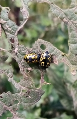 Doryphorina