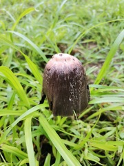 Coprinus