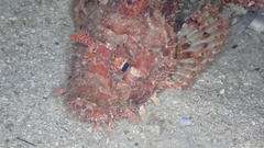 Scorpaena scrofa