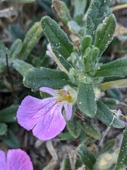 Ajuga iva