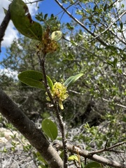 Forestiera reticulata