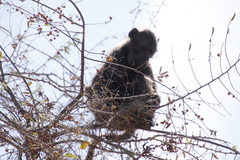 Papio ursinus ursinus