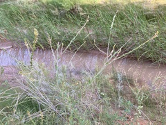 Oenothera curtiflora