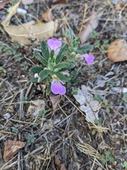 Ajuga iva