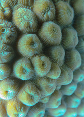 Montastraea cavernosa