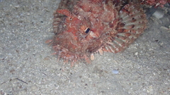 Scorpaena scrofa