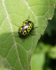 Doryphorina