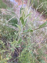 Oenothera curtiflora