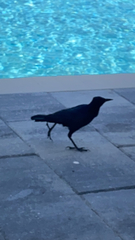 Quiscalus major westoni