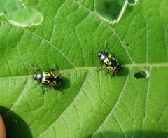 Doryphorina