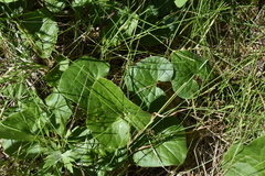 Asarum caudatum