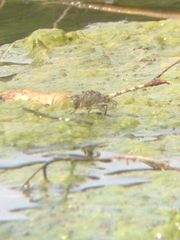 Arigomphus submedianus