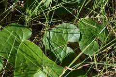 Asarum caudatum