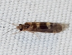 Hydropsychinae