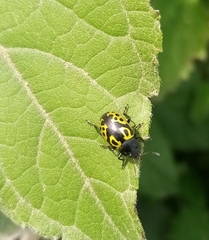 Doryphorina
