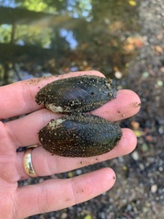 Sagittunio subrostratus