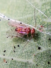 Ectopsocus briggsi