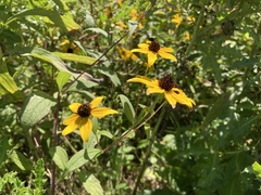 Rudbeckia triloba