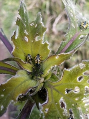Doryphorina