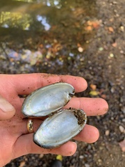 Sagittunio subrostratus