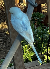 Melopsittacus undulatus