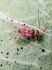Ectopsocus briggsi