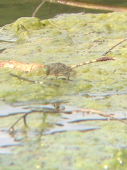 Arigomphus submedianus