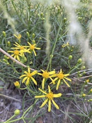 Senecio spartioides