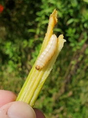 Eichlinia cucurbitae