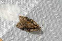 Archips grisea