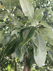 Phyllocnistis magnoliella