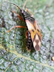 Anthocoris nemorum