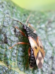 Anthocoris nemorum