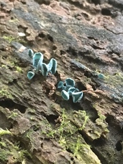 Chlorociboria aeruginascens