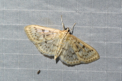Herpetogramma aquilonalis
