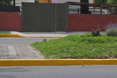 Quiscalus mexicanus