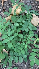 Astragalus glycyphyllos