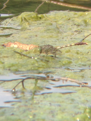 Arigomphus submedianus