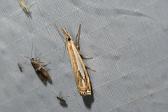Crambus saltuellus