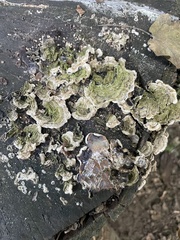 Auricularia mesenterica