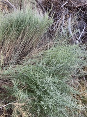 Artemisia dracunculus