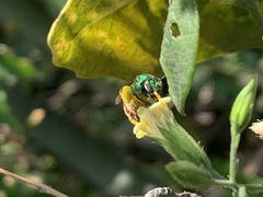 Augochloropsis