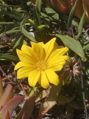 Gazania rigens