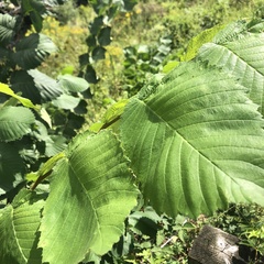 Ulmus glabra