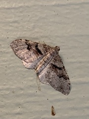 Xanthorhoe