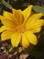 Gazania rigens