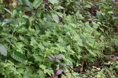 Selaginella delicatula